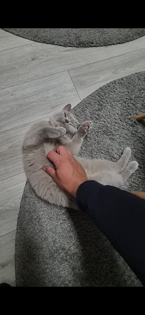 Lilac kleur britse korthaar, Poes, Gechipt, 0 tot 2 jaar