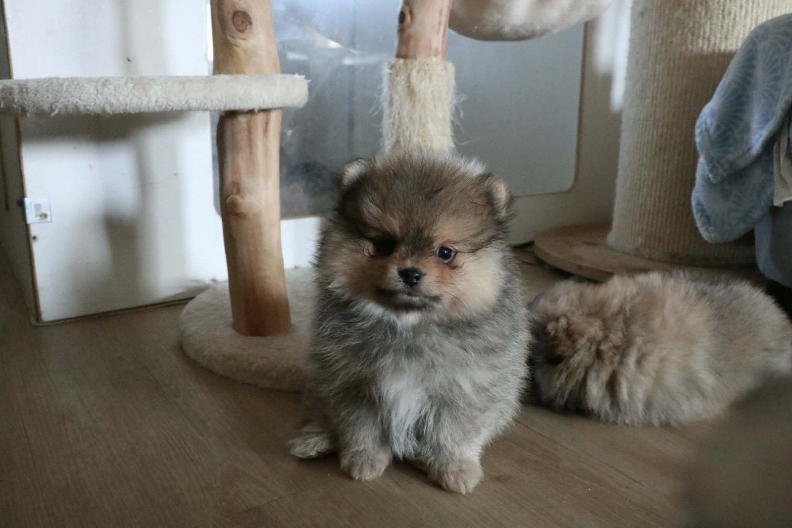 Mooie pomeranian/dwergkees pups fci stamboom geteste ouders, Parvo, Keeshond, 8 tot 15 weken, Meerdere