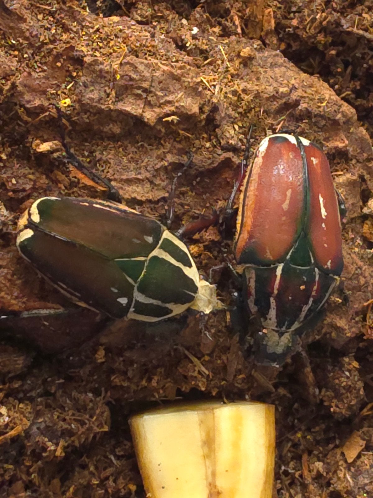 mecynorhina torquata ugandensis L1 MTU, Dieren en Toebehoren, Overige soorten
