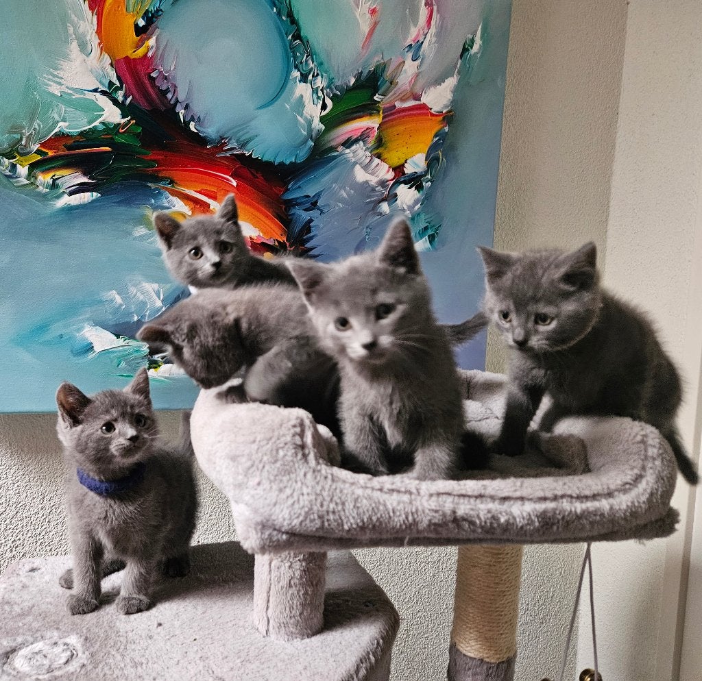 Prachtige kittens. Blauwe Rus/Britse korthaar, Dieren en Toebehoren, Meerdere dieren, Ontwormd, 0 tot 2 jaar