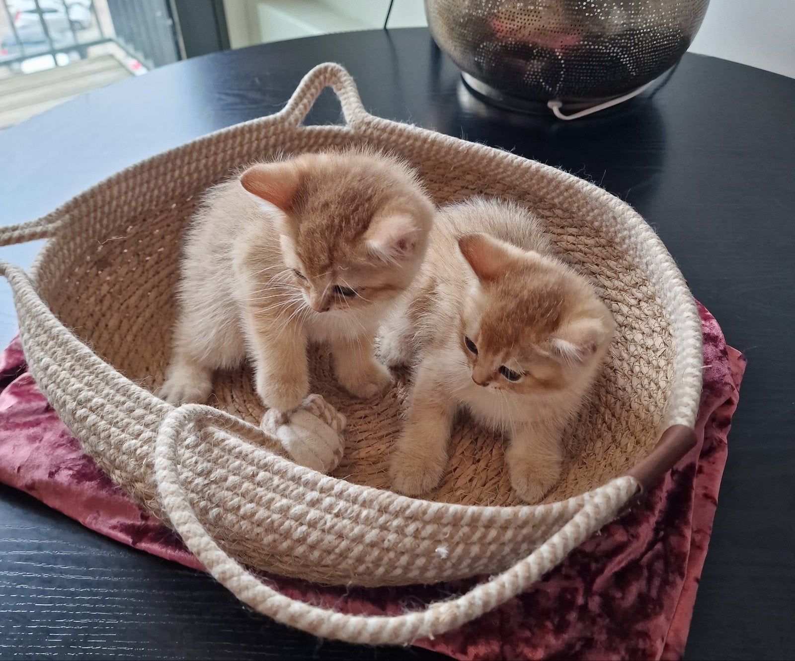 Britse Korthaar kittens | Black Golden Shaded, Dieren en Toebehoren, Katten en Kittens | Raskatten | Korthaar, Meerdere dieren