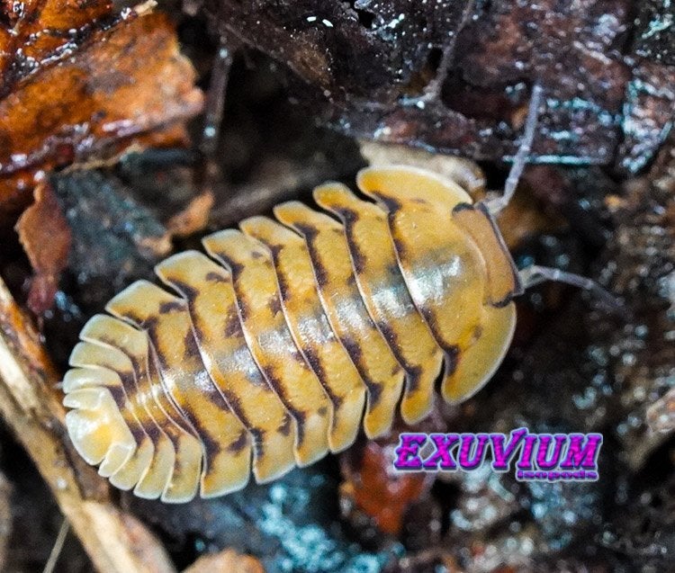 Cubaris sp. Honeymoon Tiger isopods / pissebedden, Dieren en Toebehoren, Overige soorten