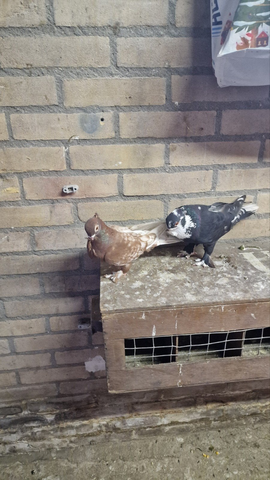 Koppel oosterse meeuwen, Meerdere dieren, Overige soorten