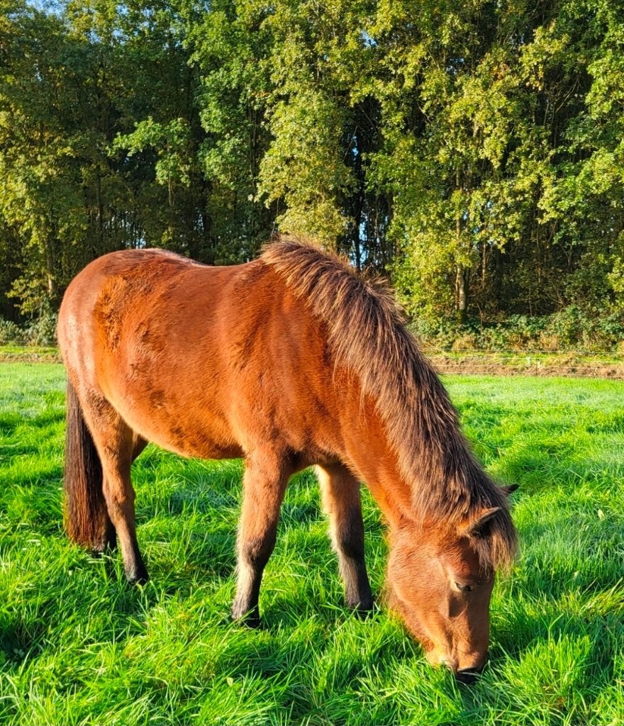 Open en vriendelijke 2 jarige Ijslander merrie, Dieren en Toebehoren, Merrie, Met stamboom, Niet van toepassing, 0 tot 2 jaar