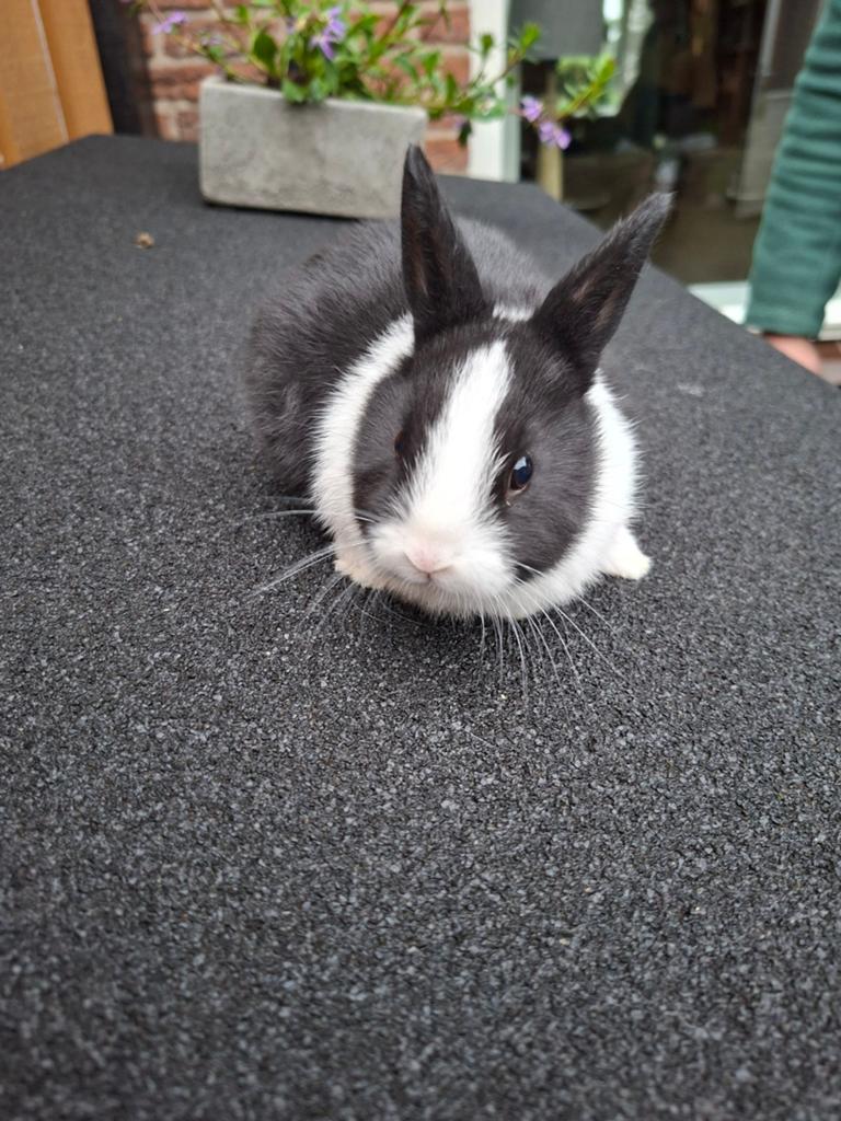 Jonge (dwerg)konijntjes, Dieren en Toebehoren, Konijnen, Meerdere dieren, Dwerg