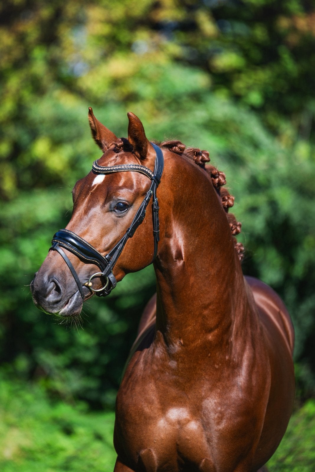 Super brave prachtige ruin te koop, Dieren en Toebehoren, Met stamboom, Ruin, Dressuurpaard, Zadelmak