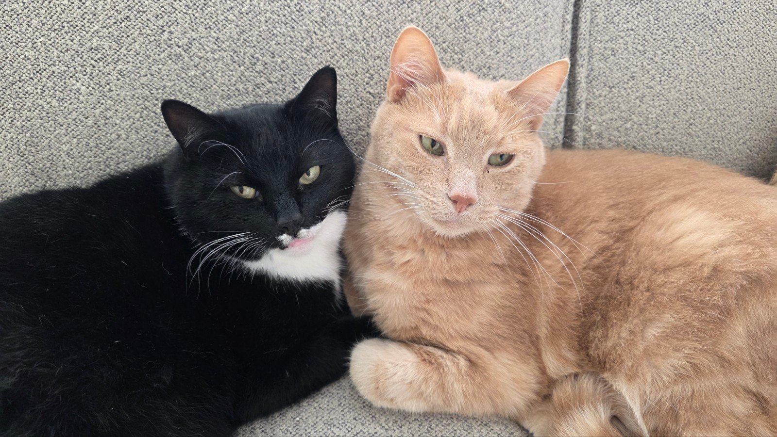 Goed huisje gezocht voor onze katten gratis toebehoren, Poes