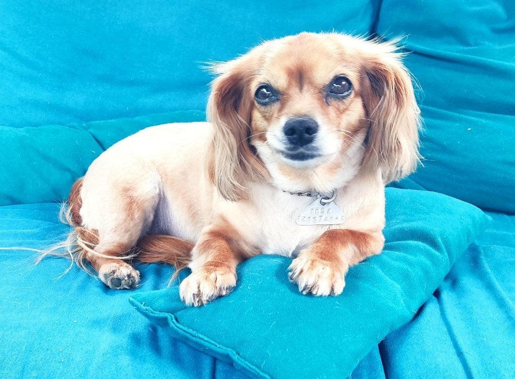 gratis hondje,mini of klein teefje, Dieren en Toebehoren, 15 weken tot 1 jaar, Teef, Parvo, Eén hond