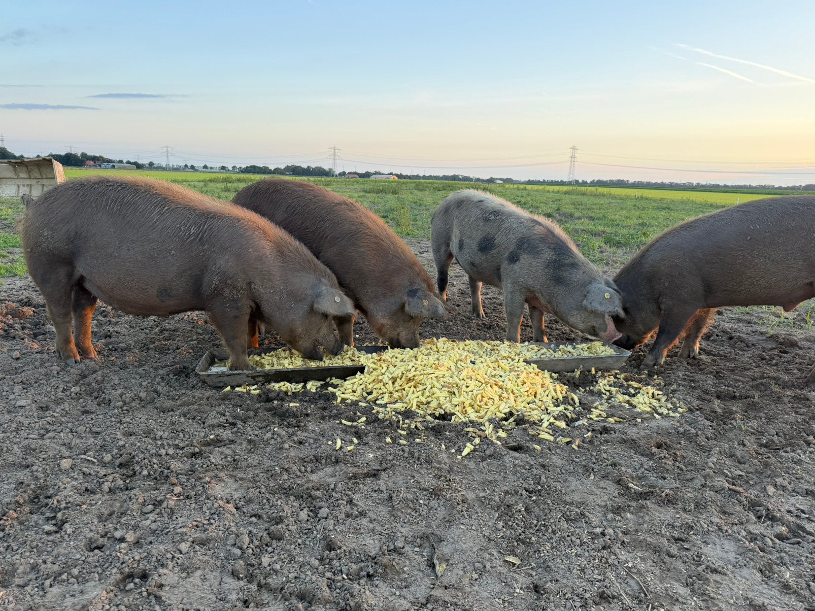 Duroc varkens, Dieren en Toebehoren