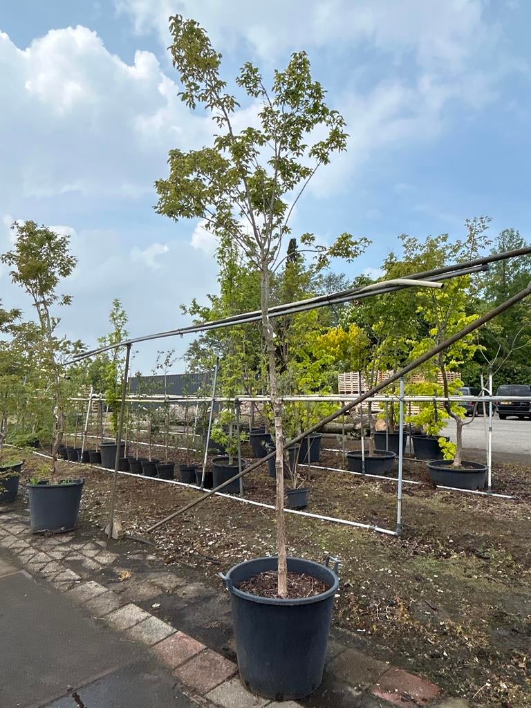 Acer griseum - Papieresdoorn, Tuin en Terras, Planten | Bomen, Overige soorten, Lente, 250 tot 400 cm, Ophalen
