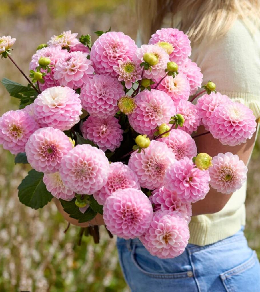 Dahlia 'Wizzard of Oz' - Betoverende Roze Pompondahlia, Ophalen of Verzenden, Voorjaar, Volle zon, Knol