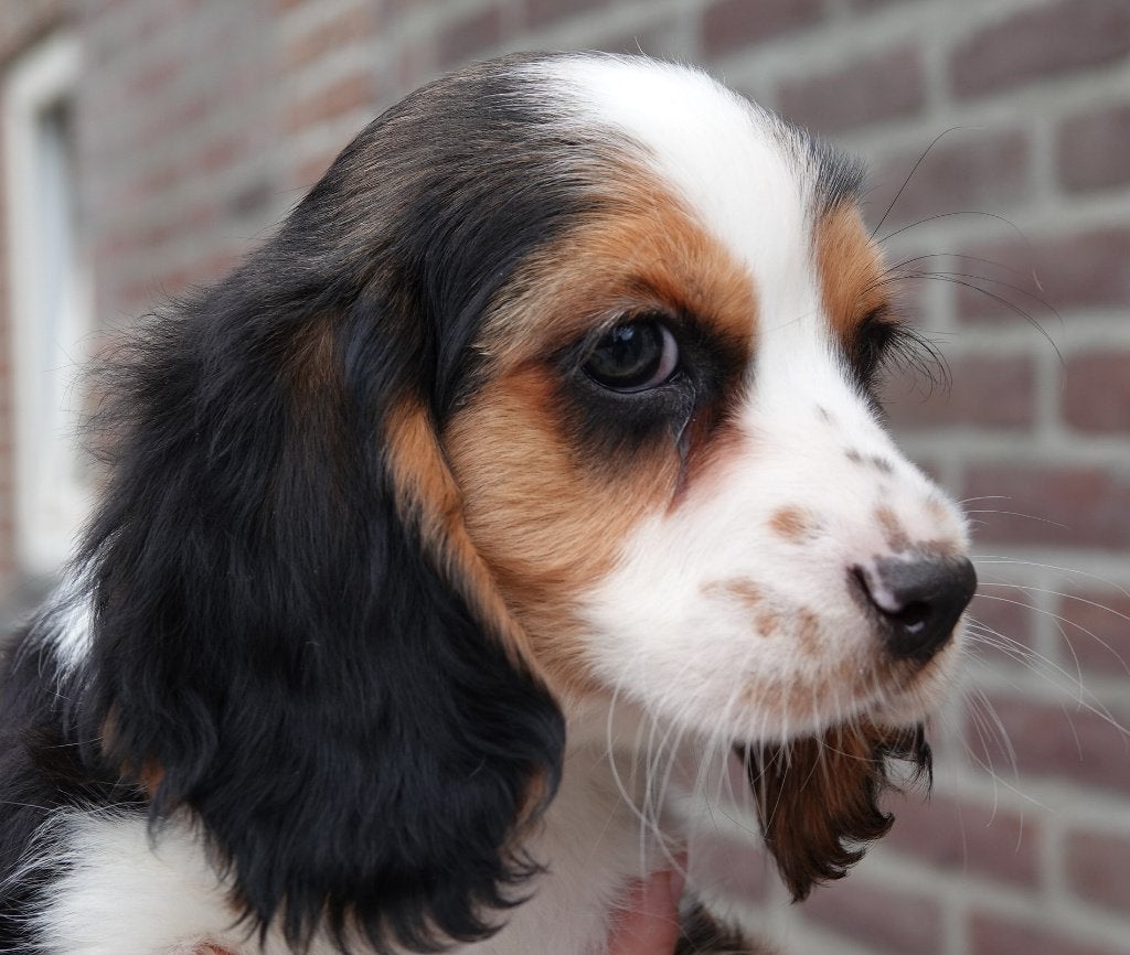 Cavalier King Charles Spaniel ( outcross), Parvo, Nederland, 8 tot 15 weken, Meerdere