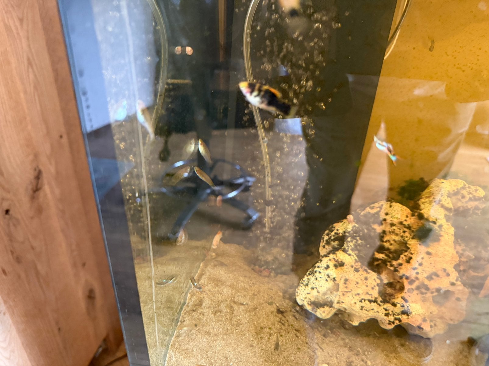 Aquarium 1 meter inclusief vissen., Ophalen of Verzenden, Zo goed als nieuw, Gevuld zoetwateraquarium