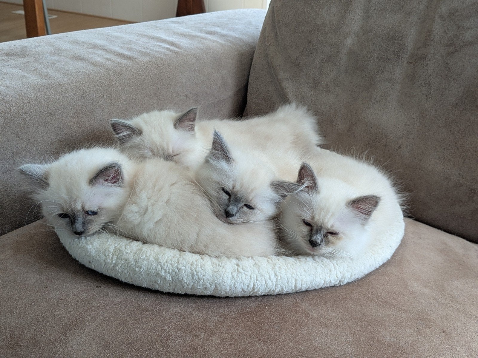 Heilige birmaan kittens tekoop, Dieren en Toebehoren, Meerdere dieren, Met stamboom, 0 tot 2 jaar