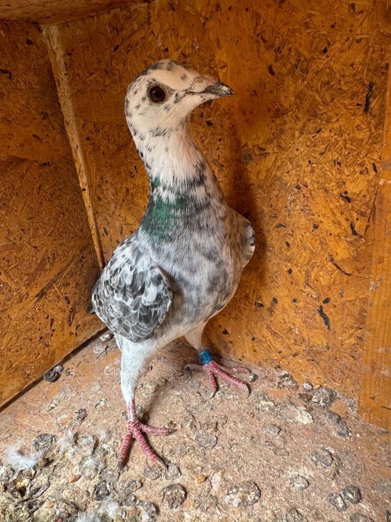 Engelse racepostduif, Dieren en Toebehoren, Vogels | Duiven, Meerdere dieren
