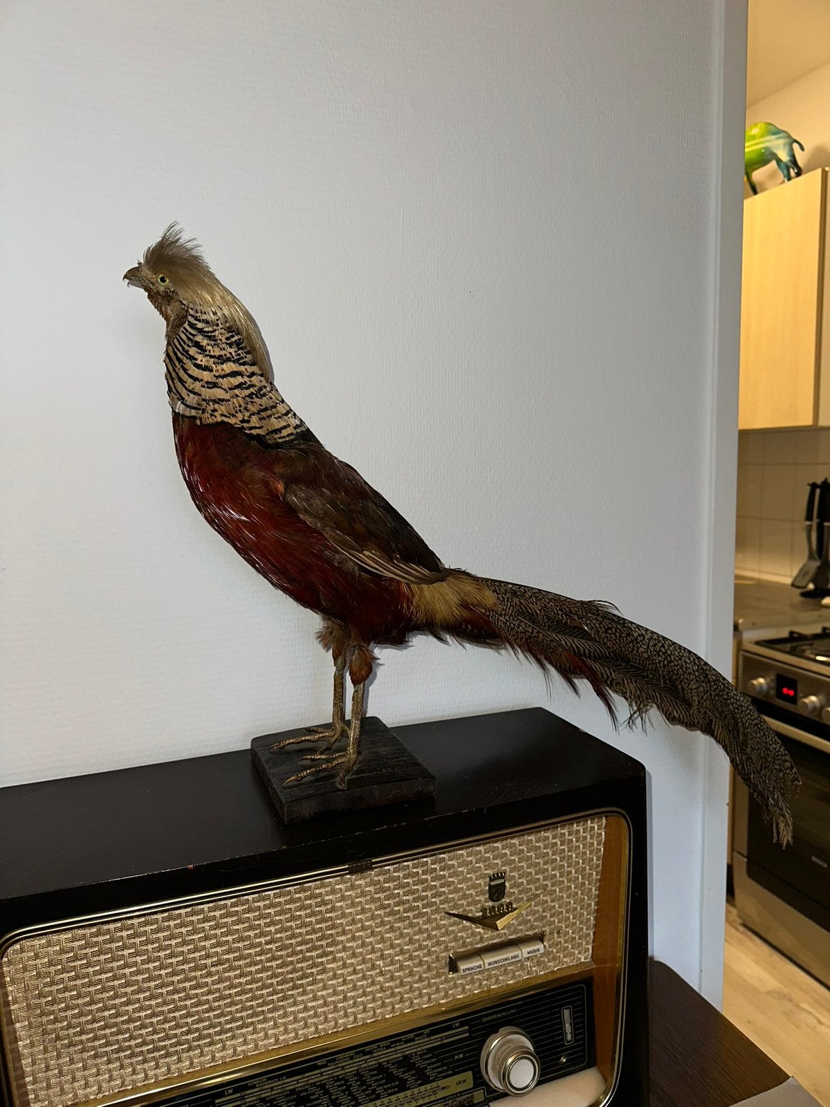 Opgezette goudfazant taxidermie, Ophalen of Verzenden, Gebruikt, Vogel, Opgezet dier