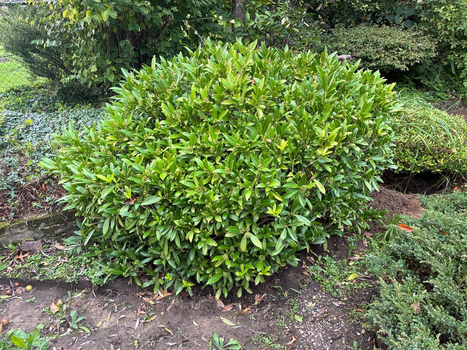 Gratis: Skimmia heester met forse bolvorm, Tuin en Terras, Vaste plant, Halfschaduw, Lente, Ophalen