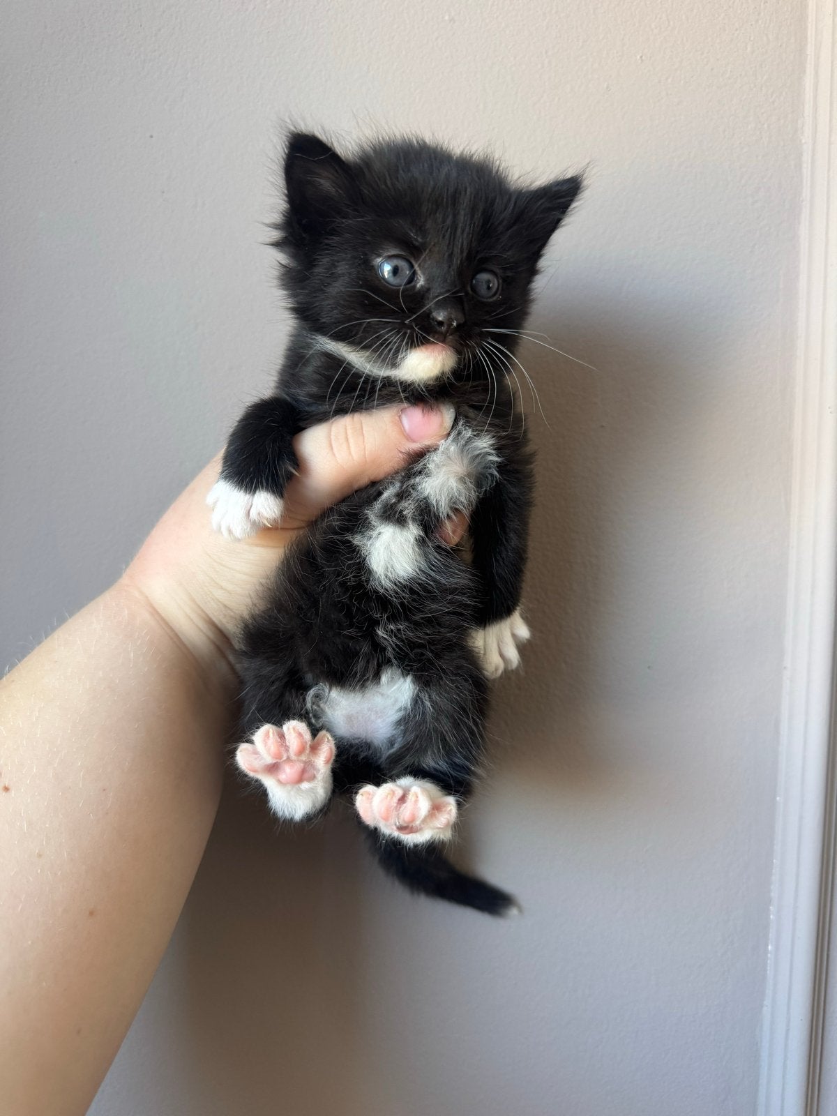 Ragdoll x europesekorthaar kittens, Meerdere dieren