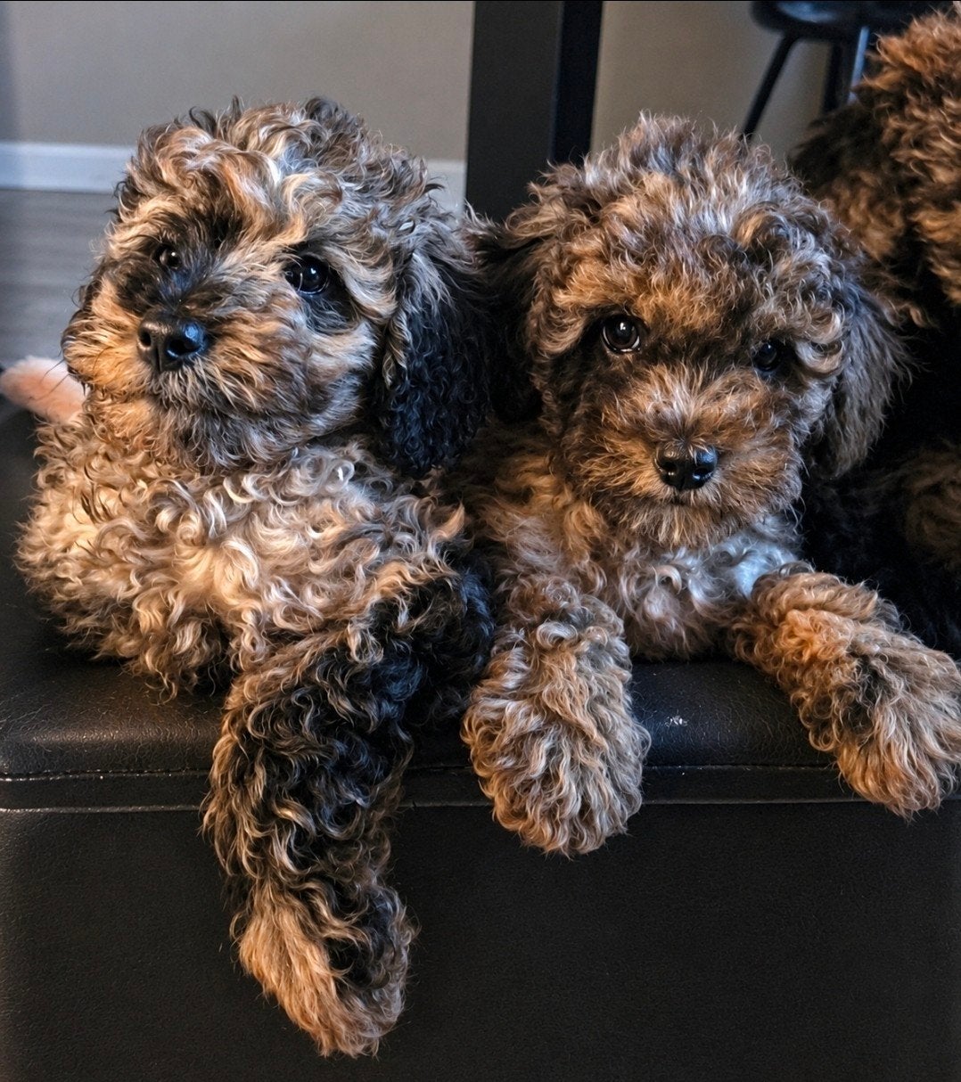 Prachtige cavapoo pups mini doodle poedel, Dieren en Toebehoren, Parvo, Overige rassen, 8 tot 15 weken, Meerdere