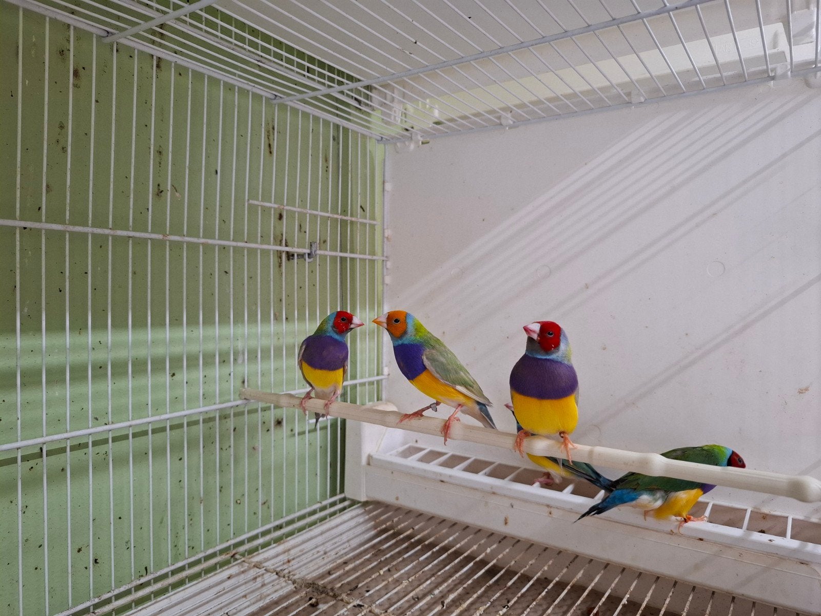 gouldamadine mannen, Dieren en Toebehoren, Mannelijk
