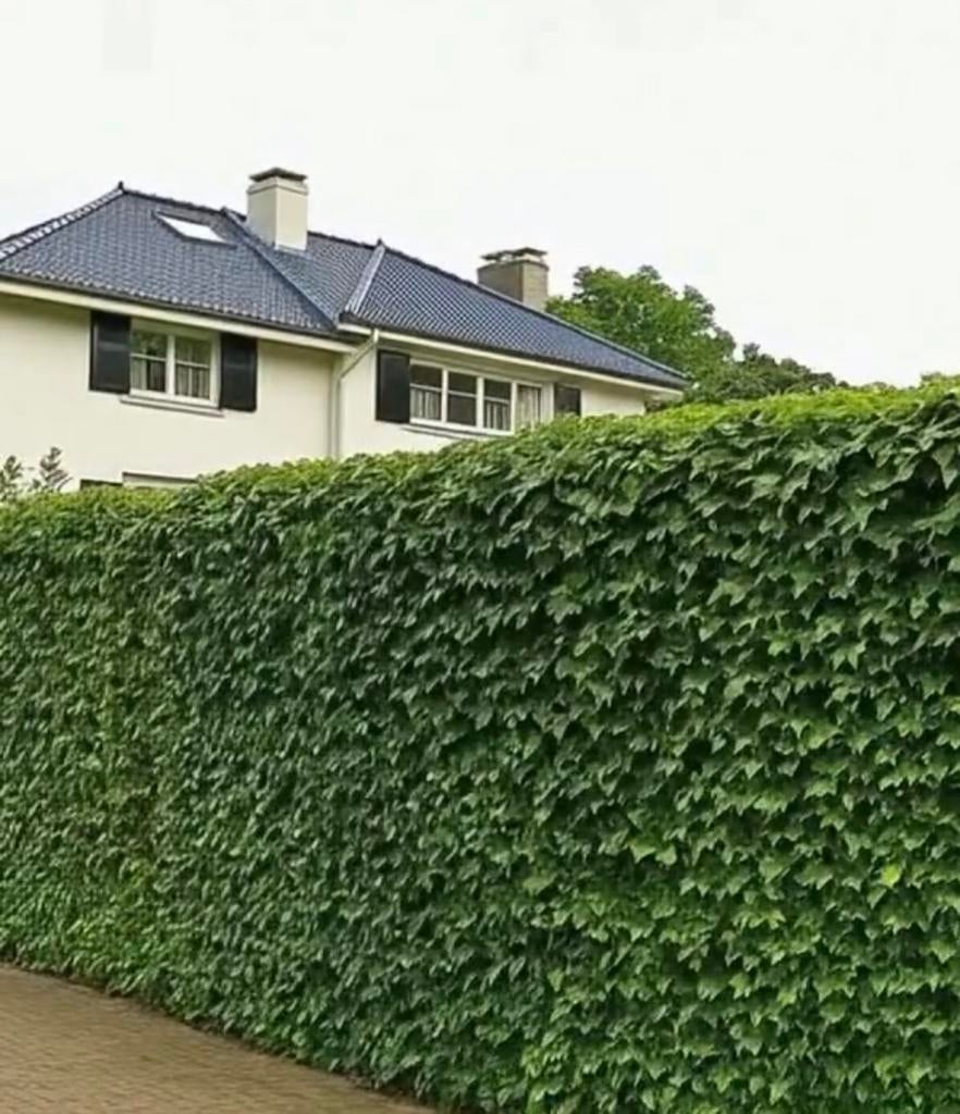 ACTIE vanaf 75/mtr kant-en-klaar hedera haag 120x180cm, Ophalen of Verzenden, Zo goed als nieuw, 20 m² of meer