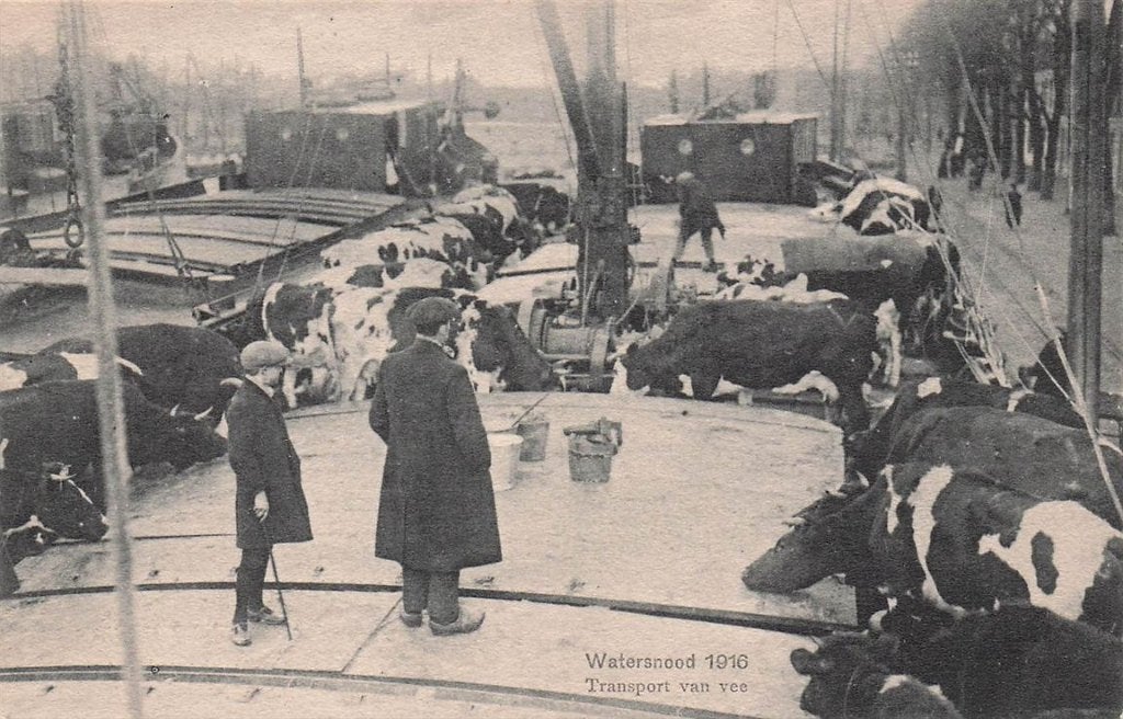 703-427-017 Watersnood 1916 Transport van Vee, Verzenden, Voor 1920, Noord-Holland