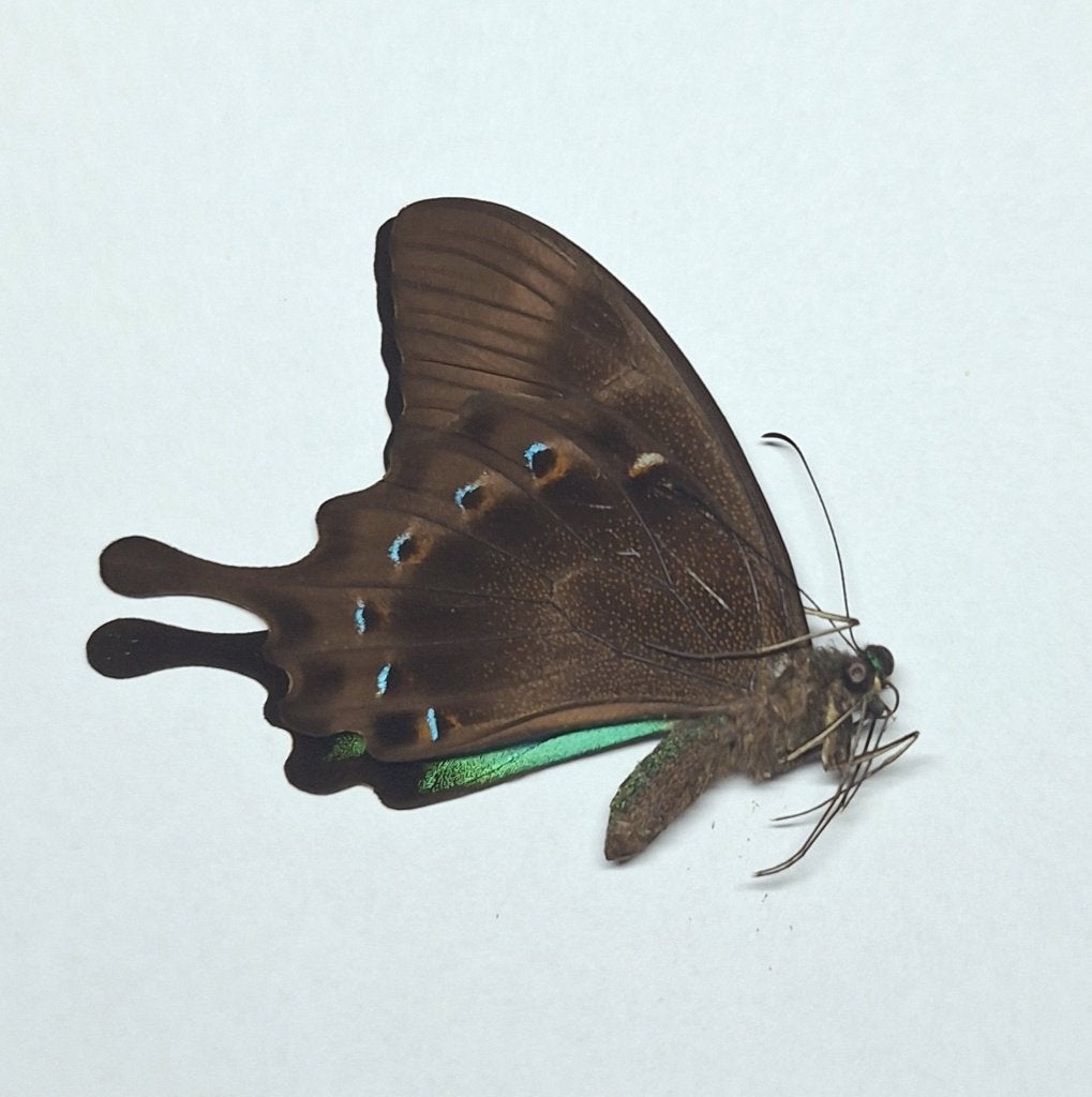 ongeprepareerde vlinder Papilio lorquinianus, P. blumei, Ophalen of Verzenden, Nieuw, Insect, Opgezet dier