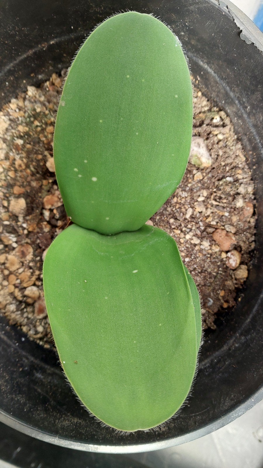 Haemanthus albiflos (Poederkwast) - volwassen & Bloeibaar, Overige soorten, Vaste plant, Ophalen of Verzenden, Halfschaduw