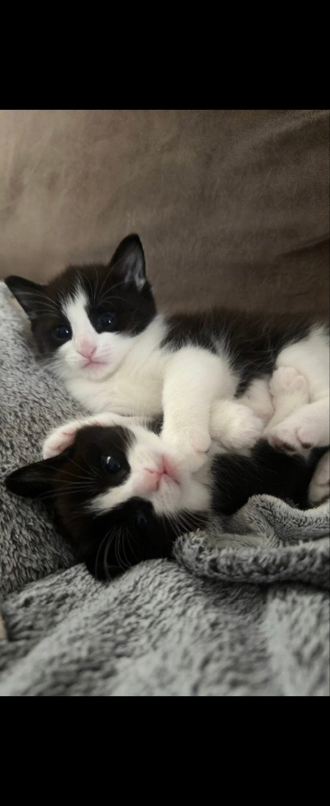 Kittens