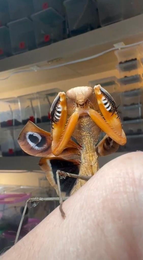 bidsprinkhaan, Dieren en Toebehoren, Insecten en Spinnen