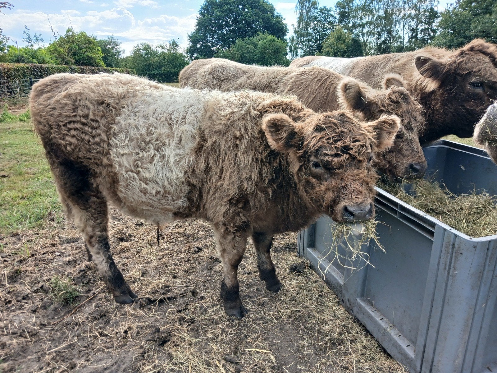 Mooi Belted galloway stiertje, Mannelijk, 0 tot 2 jaar