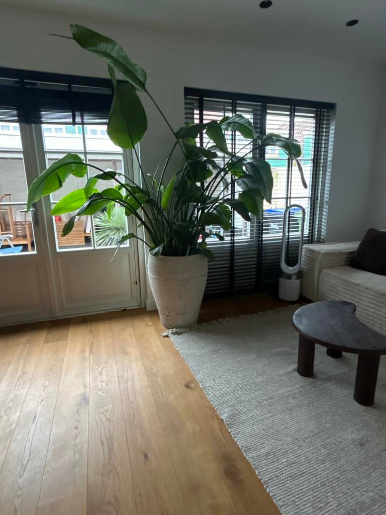 Strelitzia Nicolai, Tuin en Terras, Planten | Bomen, Bloeit niet, Halfschaduw, Overige soorten, 100 tot 250 cm