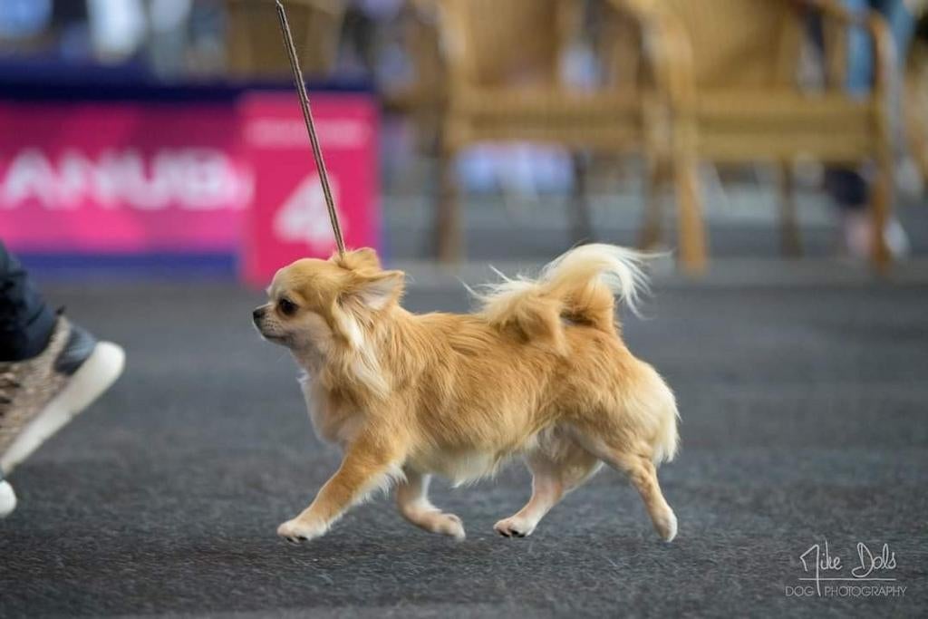 Chihuahua dekreu FCI stamboom, Dieren en Toebehoren, 6 jaar of ouder, Parvo, Reu, Eén hond