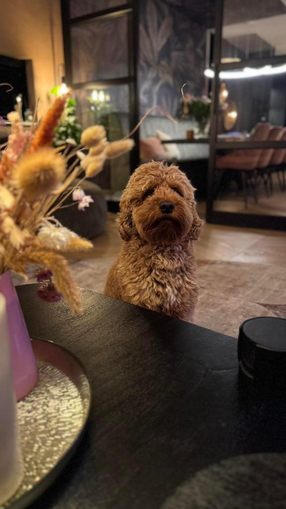 Cockapoo dekreu, Dieren en Toebehoren, Honden | Dekreuen, Reu, Particulier, Eén hond, Nederland, 3 tot 5 jaar, CDV (hondenziekte)