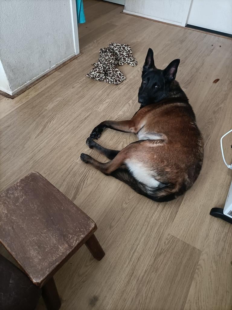Mechelse herder de, Dieren en Toebehoren, Honden | Herdershonden en Veedrijvers, België, Particulier, Reu, Parvo
