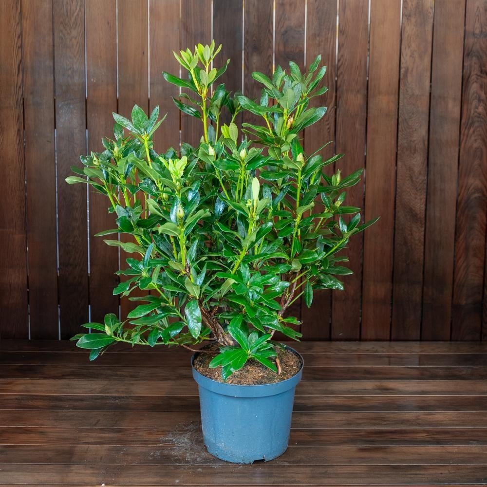 Rhododendron 'Cunningham´s White' 🌿, Tuin en Terras, Ophalen, Rhododendron, Minder dan 100 cm