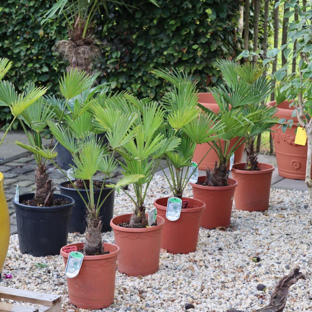 Winterharde palmbomen weer volop verkrijgbaar., Tuin en Terras, Planten | Bomen, 100 tot 250 cm, Zomer, Palmboom, Ophalen