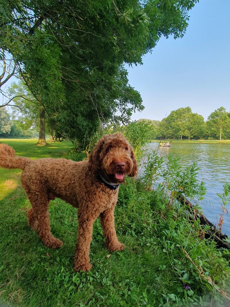 Ervaren dekreu labradoodle, Reu, 1 tot 2 jaar, Eén hond, Nederland