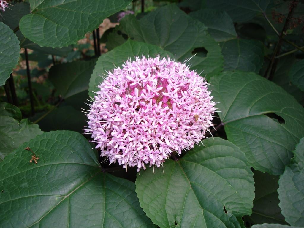 Clerodendrum bungei - Pindakaasstruik C3, Ophalen of Verzenden, Overige soorten, Volle zon