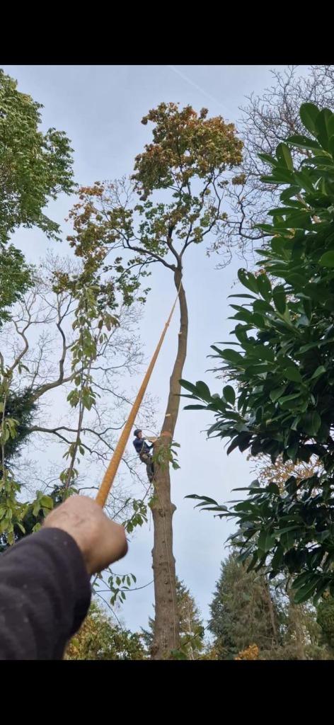 Boomverzorging, Garantie, Tuinonderhoud of Snoeiwerk