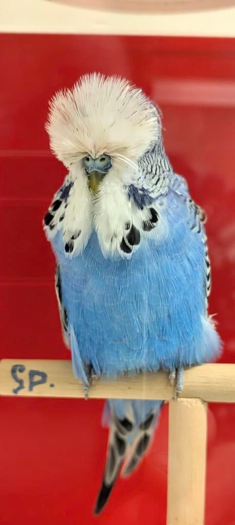 Te koop deze mooie standaard grasparkiet man, Dieren en Toebehoren, Vogels | Parkieten en Papegaaien, Mannelijk, Parkiet