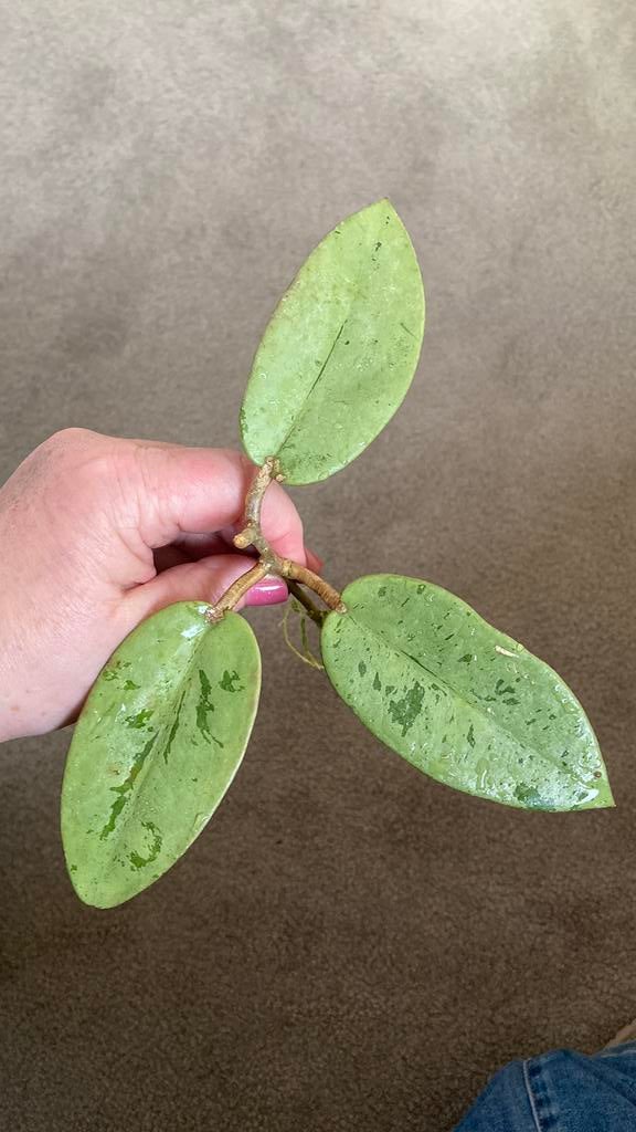 Hoya Silver Dollar, Huis en Inrichting, Ophalen of Verzenden, Halfschaduw, Minder dan 100 cm