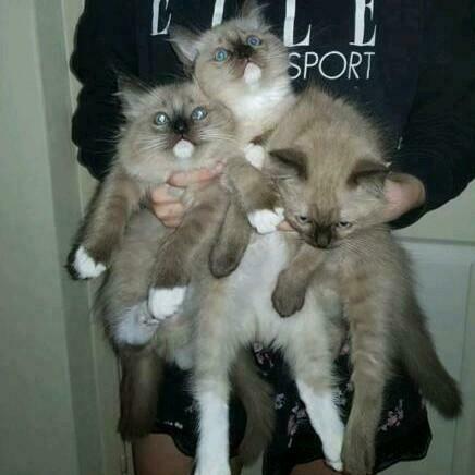 Foto 23 van Ragdoll DNA GETEST(dekkater)NIET TE KOOP