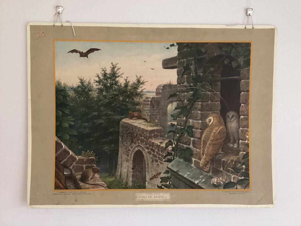 Schoolplaat Bij de ruïne karton M.A. Koekoek incl. boekje, Antiek en Kunst, Antiek | Schoolplaten, Ophalen, Natuur en Biologie