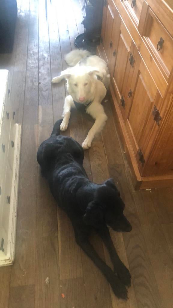 🐾Oppassen/Verzorgen🐾, Komt aan huis, Oppas