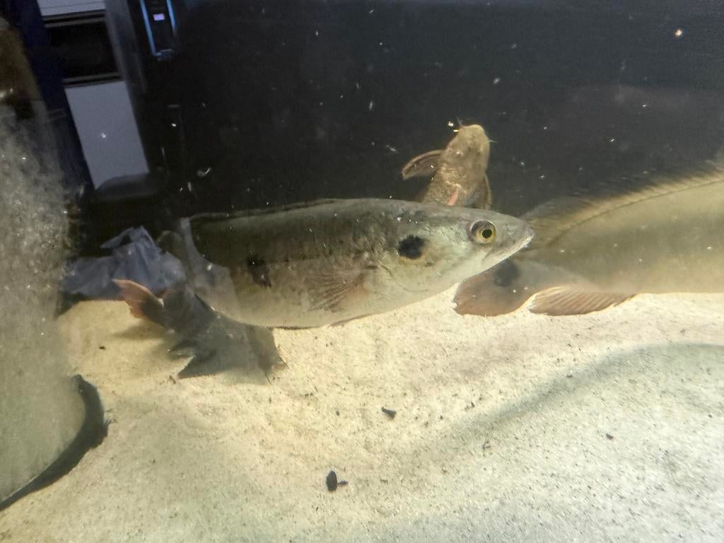 Channa Pleurophthalma rond de 40cm, Vis