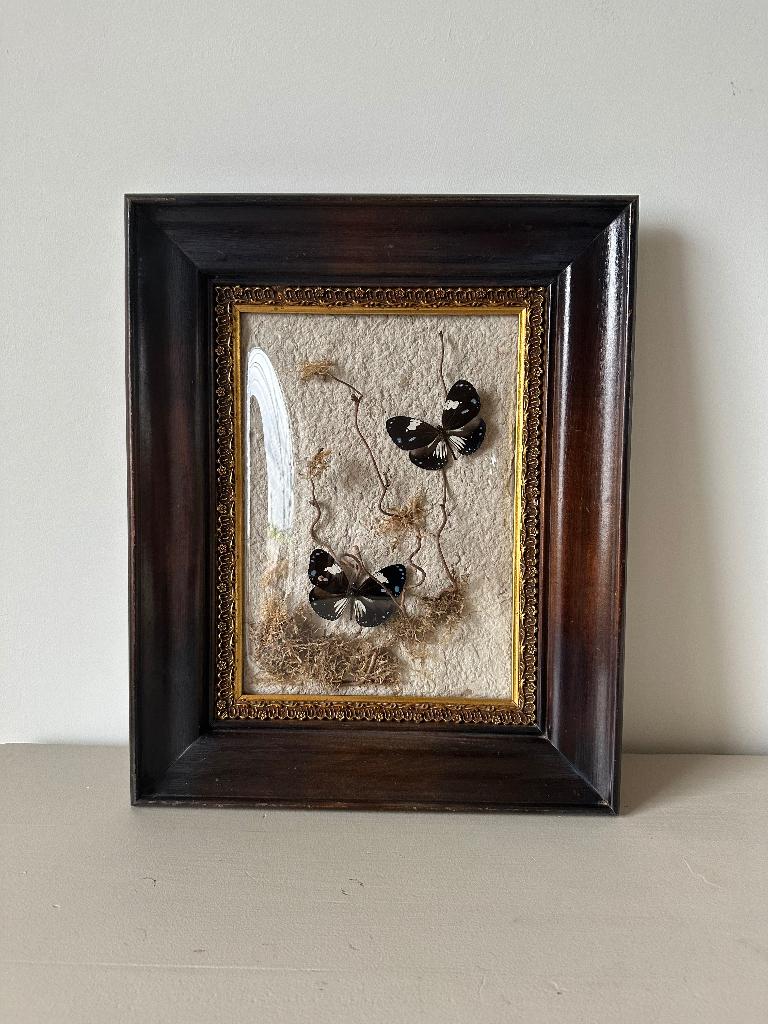 Twee Euploea Diocletianus vlinders, Antiek en Kunst, Curiosa en Brocante, Ophalen