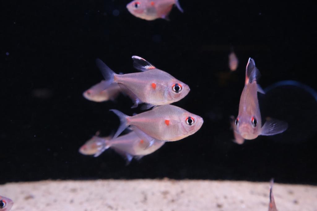 Bloedvlek Tetra (Hyphessobrycon erythrostigma), Vis, Zoetwatervis