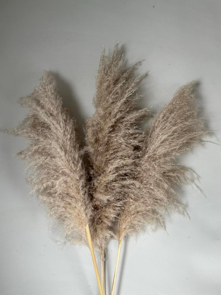 Pampas Groot - Decoratieve pluimen, Ophalen, Nieuw