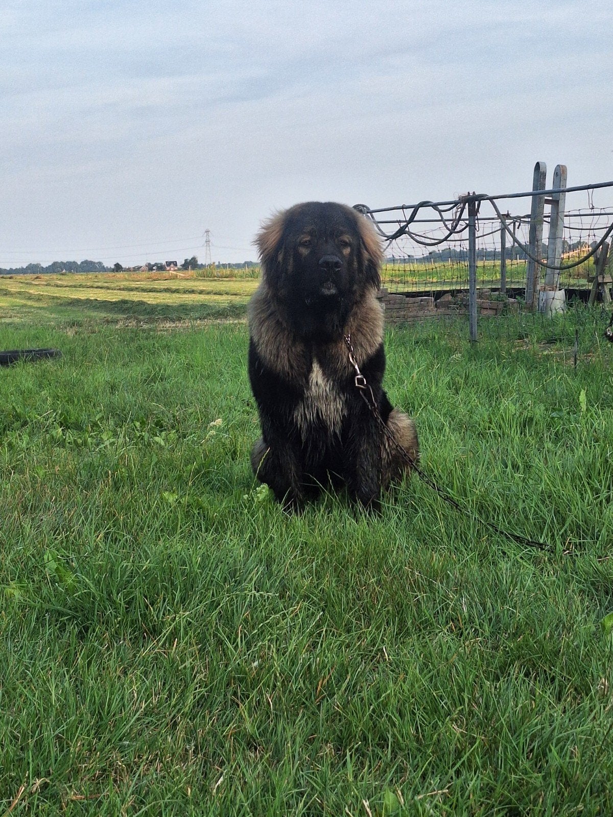 9 maanden reu kaukasische owcharka, Dieren en Toebehoren, 15 weken tot 1 jaar, Parvo, Eén hond, Nederland